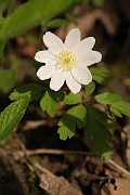 David Plant Photography - Wildlife Photographer - Wood anenome - A